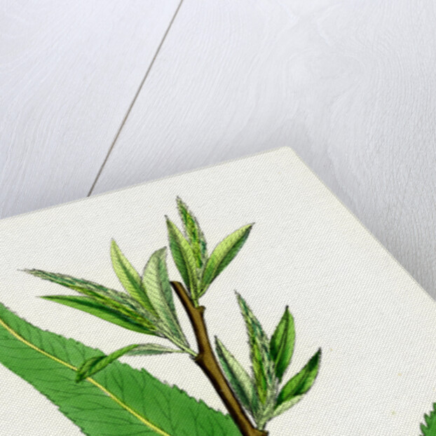 Salix Viridis Bedford Willow by Anonymous