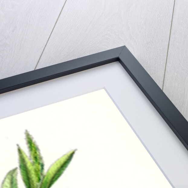 Salix Viridis Bedford Willow by Anonymous