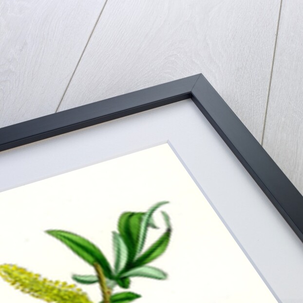 Salix Alba Var. Genuina White Willow by Anonymous