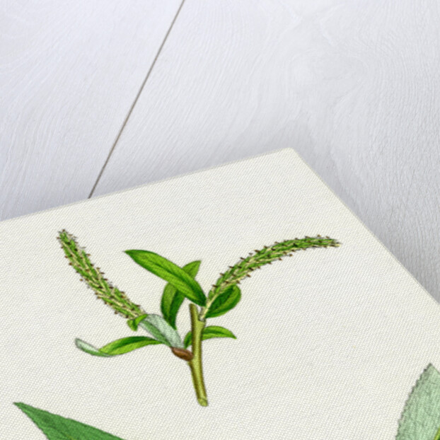 Salix Alba Var. Coerulea Blue Willow by Anonymous