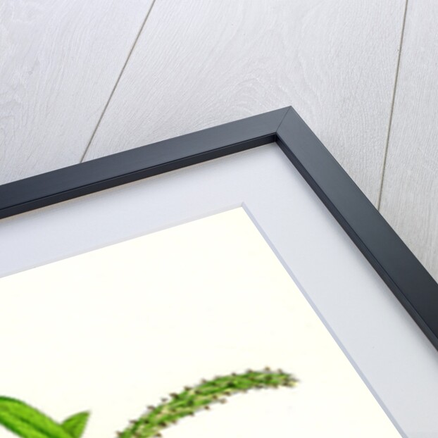 Salix Alba Var. Coerulea Blue Willow by Anonymous