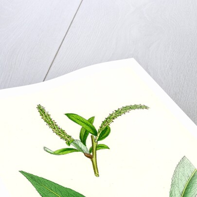 Salix Alba Var. Coerulea Blue Willow by Anonymous