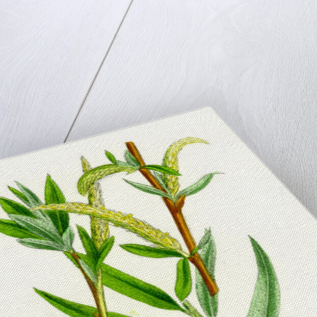 Salix Alba Var. Vitellina Golden Willow by Anonymous