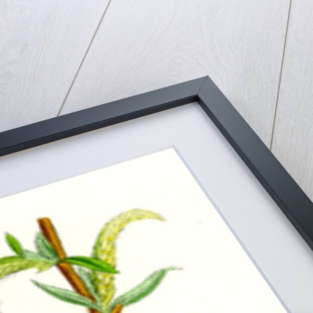 Salix Alba Var. Vitellina Golden Willow by Anonymous