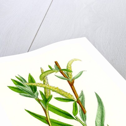 Salix Alba Var. Vitellina Golden Willow by Anonymous