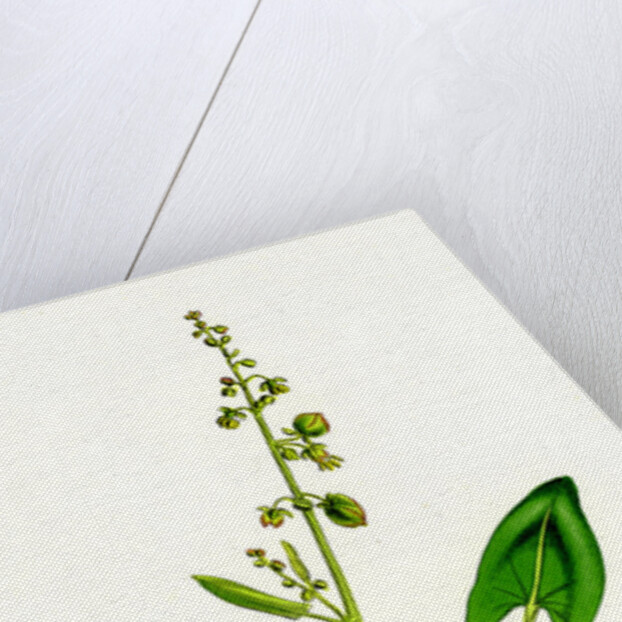 Rumex Scutatus French Sorrel by Anonymous