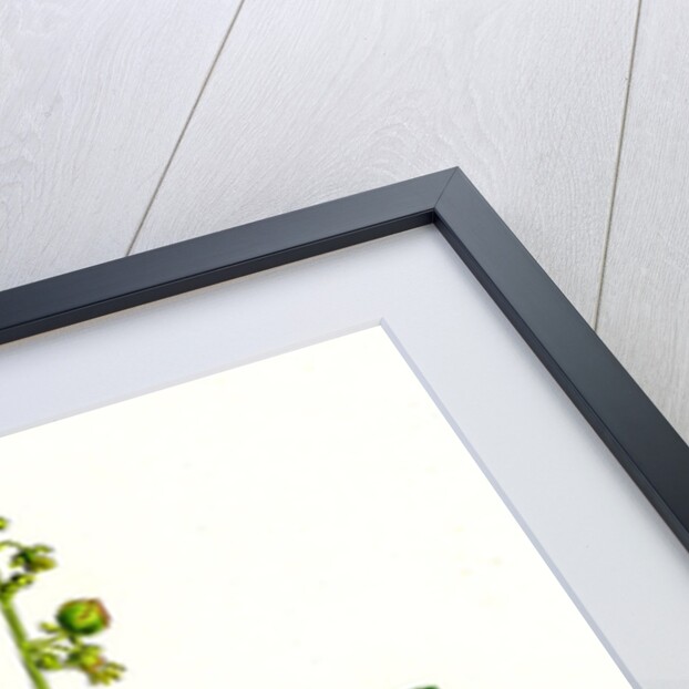 Rumex Scutatus French Sorrel by Anonymous