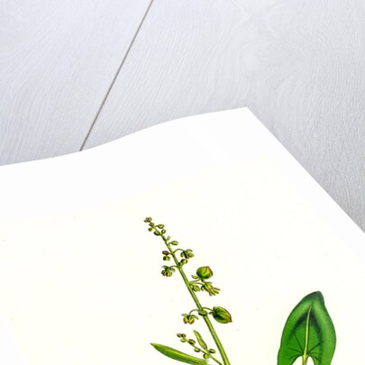 Rumex Scutatus French Sorrel by Anonymous