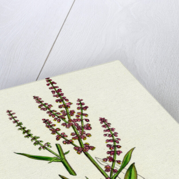 Rumex Acetosella Sheep's Sorrel by Anonymous