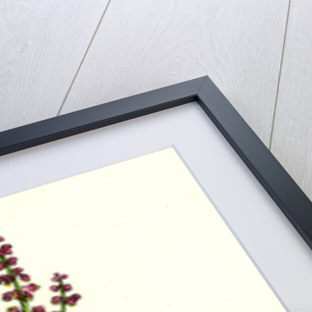 Rumex Acetosella Sheep's Sorrel by Anonymous