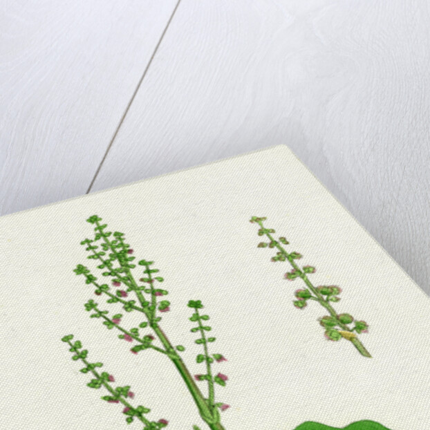 Oxyria Reniformis Kidney-Shaped Mountain Sorrel by Anonymous