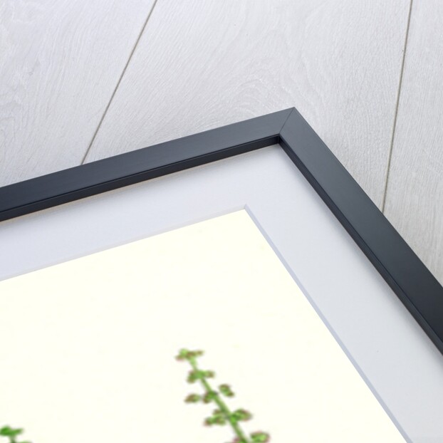 Oxyria Reniformis Kidney-Shaped Mountain Sorrel by Anonymous