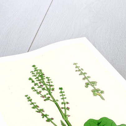 Oxyria Reniformis Kidney-Shaped Mountain Sorrel by Anonymous