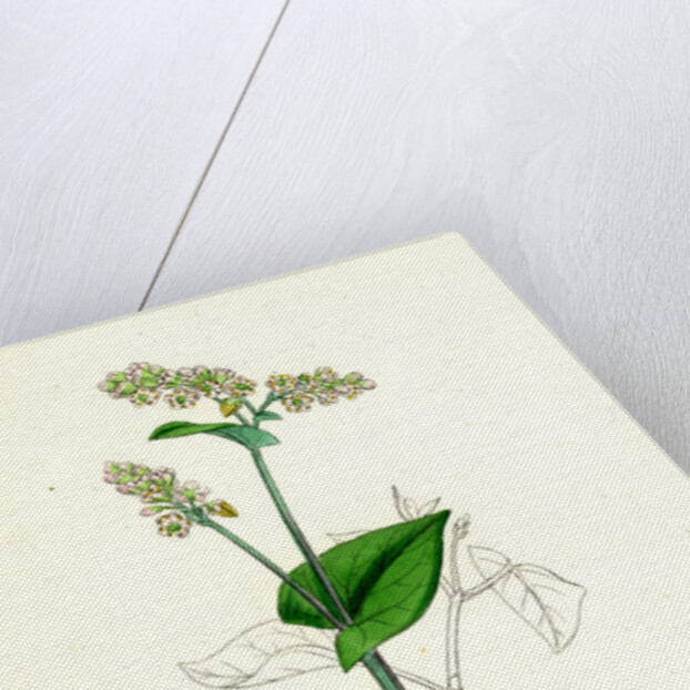 Polygonum Fagopyrum Common Buckwheat by Anonymous