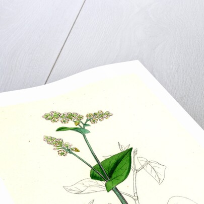 Polygonum Fagopyrum Common Buckwheat by Anonymous