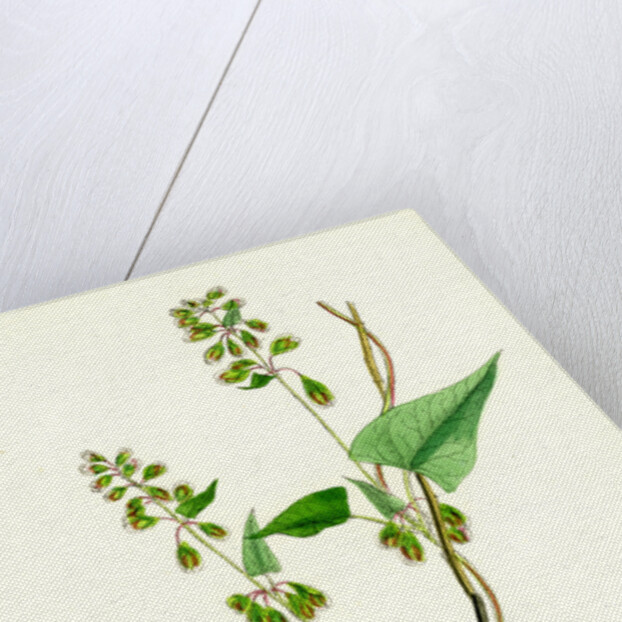 Polygonum Dumetorum Copse Buckwheat by Anonymous