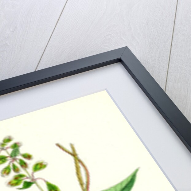 Polygonum Dumetorum Copse Buckwheat by Anonymous