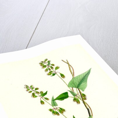 Polygonum Dumetorum Copse Buckwheat by Anonymous