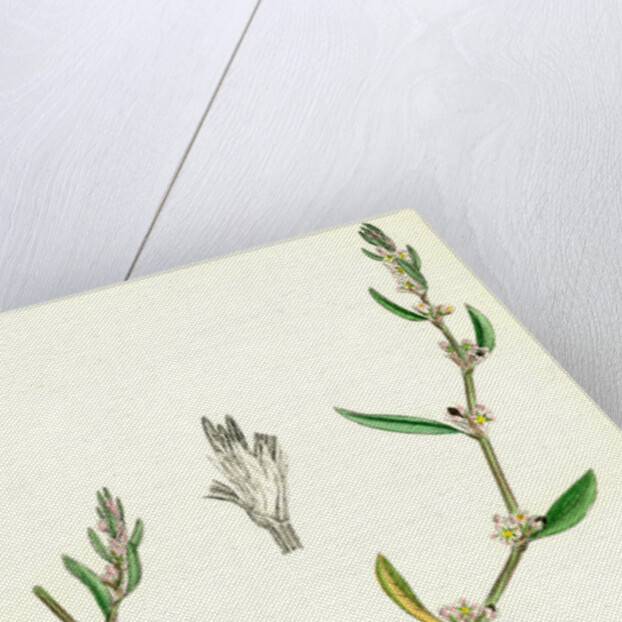 Polygonum Raii Ray's Knot-Grass by Anonymous