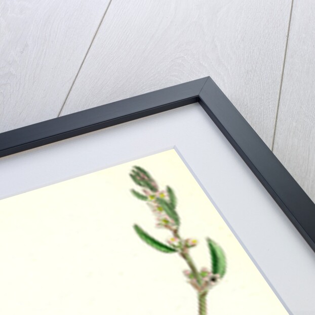 Polygonum Raii Ray's Knot-Grass by Anonymous