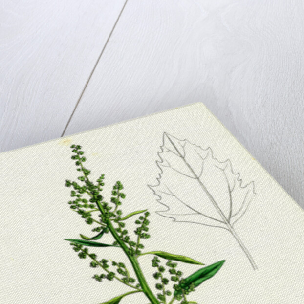 Chenopodium Album Var. Paganum Green Goosefoot Var. B. by Anonymous