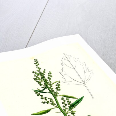 Chenopodium Album Var. Paganum Green Goosefoot Var. B. by Anonymous