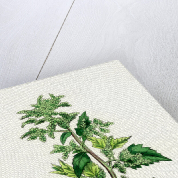 Chenopodium Murale Nettle-Leaved Goosefoot by Anonymous