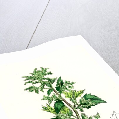 Chenopodium Murale Nettle-Leaved Goosefoot by Anonymous