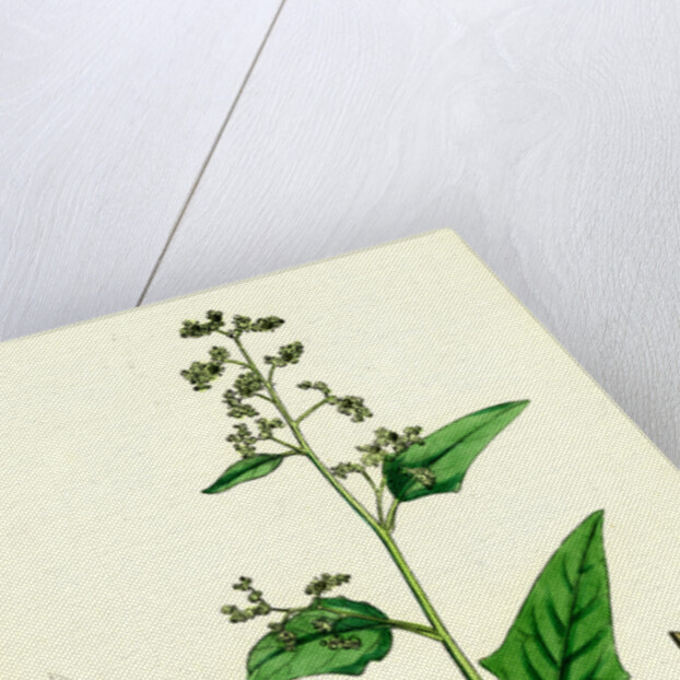 Chenopodium Hybridum Maple-Leaved Goosefoot by Anonymous