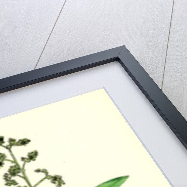 Chenopodium Hybridum Maple-Leaved Goosefoot by Anonymous