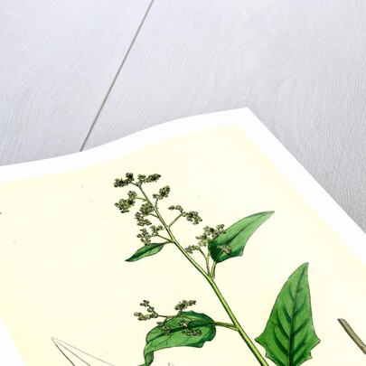 Chenopodium Hybridum Maple-Leaved Goosefoot by Anonymous