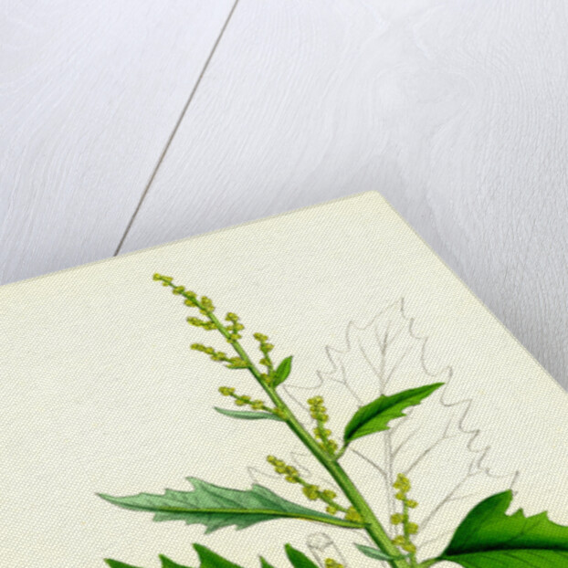 Chenopodium Urbicum Upright Goosefoot by Anonymous