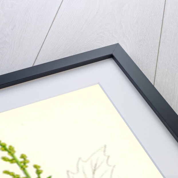 Chenopodium Urbicum Upright Goosefoot by Anonymous