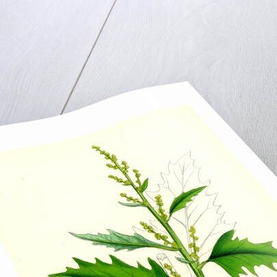 Chenopodium Urbicum Upright Goosefoot by Anonymous