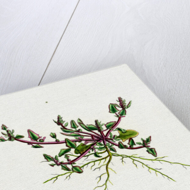 Chenopodium Eu-Rubrum Var. Pseudo-Botryoides Red Goosefoot Var. B. by Anonymous