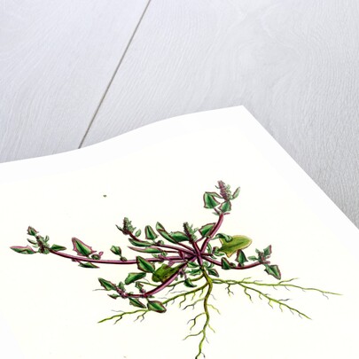 Chenopodium Eu-Rubrum Var. Pseudo-Botryoides Red Goosefoot Var. B. by Anonymous