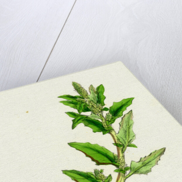 Chenopodium Glaucum Oak-Leaved Goosefoot by Anonymous