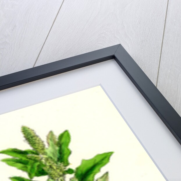 Chenopodium Glaucum Oak-Leaved Goosefoot by Anonymous