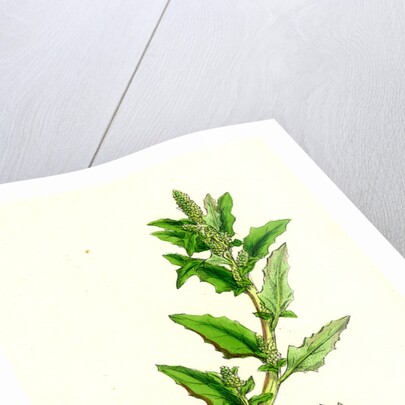 Chenopodium Glaucum Oak-Leaved Goosefoot by Anonymous