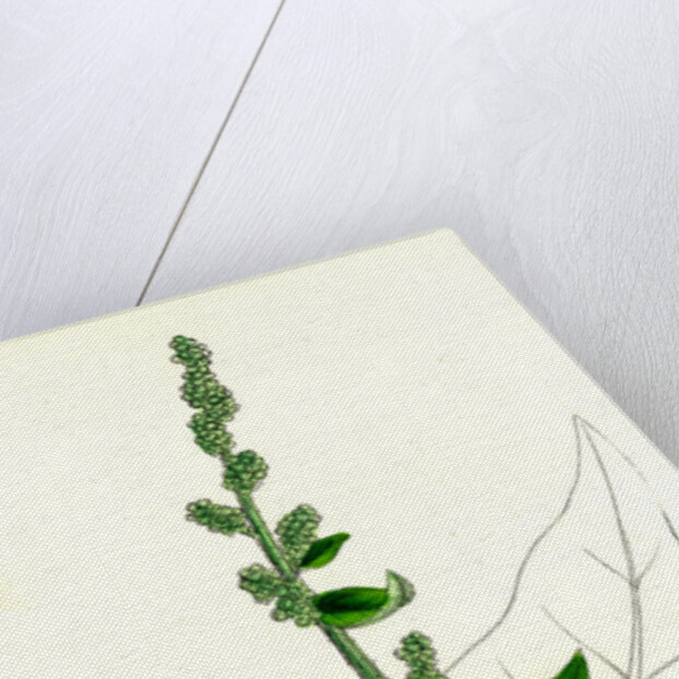 Chenopodium Bonus-Henricus Allgood by Anonymous