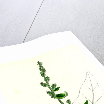 Chenopodium Bonus-Henricus Allgood by Anonymous