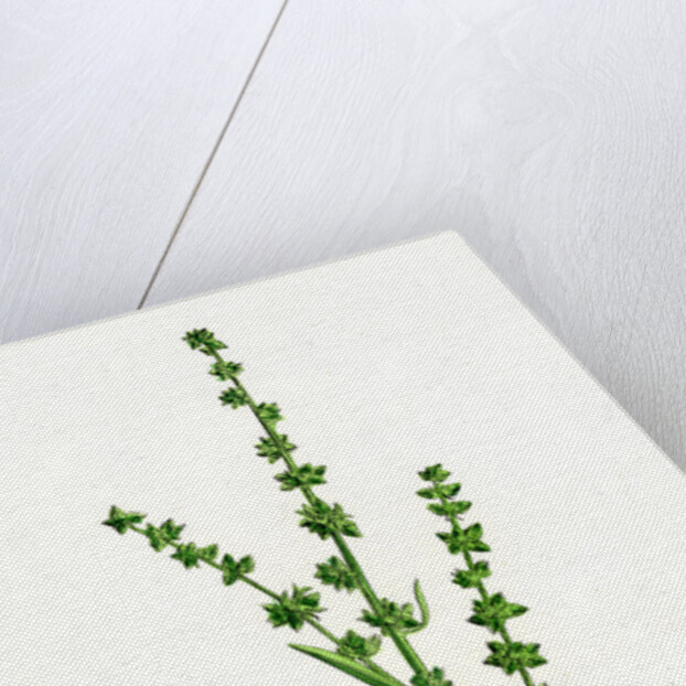 Atriplex Littoralis Var. Genuina Grass-Leaved Sea Orache Var. A. by Anonymous