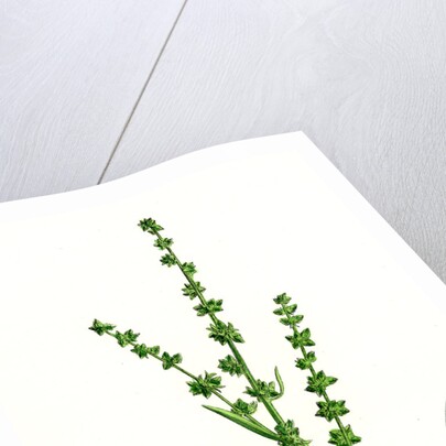 Atriplex Littoralis Var. Genuina Grass-Leaved Sea Orache Var. A. by Anonymous