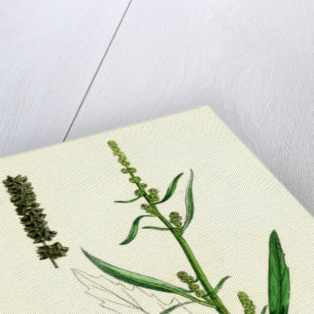 Atriplex Littoralis Var. Marina Grass-Leaved Sea Orache Var. B. by Anonymous