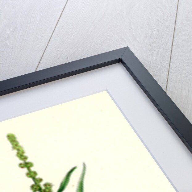 Atriplex Littoralis Var. Marina Grass-Leaved Sea Orache Var. B. by Anonymous