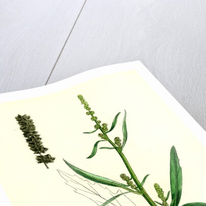 Atriplex Littoralis Var. Marina Grass-Leaved Sea Orache Var. B. by Anonymous