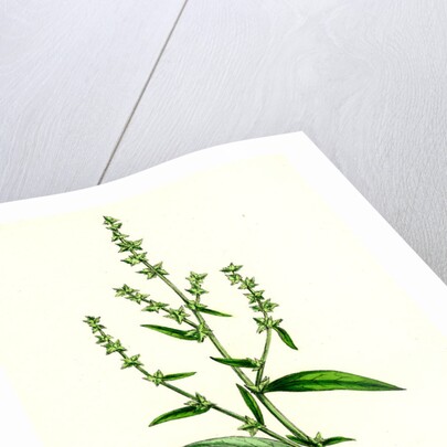 Atriplex Patula Var. Angustifolia Narrow-Leaved Orache Var. A. by Anonymous