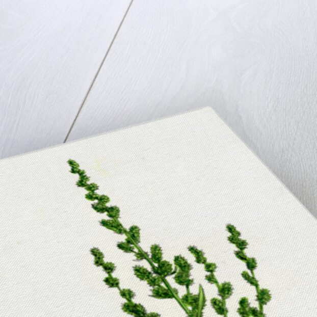 Atriplex Patula Var. Erecta Narrow-Leaved Orache Var. Y. by Anonymous