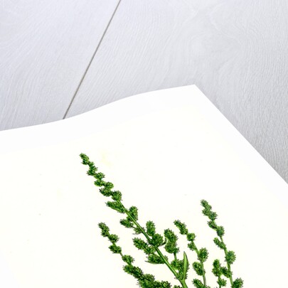 Atriplex Patula Var. Erecta Narrow-Leaved Orache Var. Y. by Anonymous