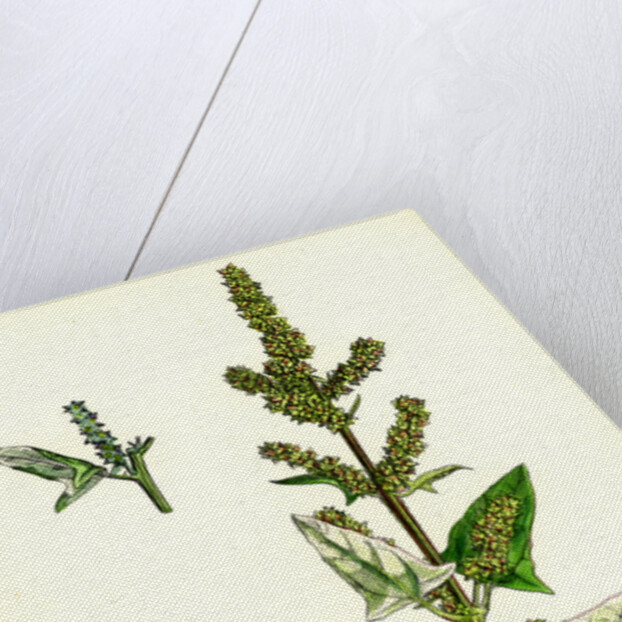 Atriplex Deltoidea Triangular-Leaved Orache by Anonymous